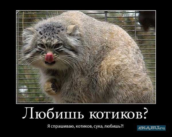 http://cs1853.vkontakte.ru/u22004850/77430372/x_9ee1c082.jpg